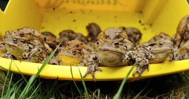 Загадка "озера смерті": що викликало дивну пошесть "жаб-вибухів"? 7