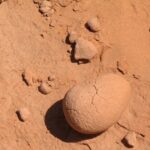 Знайдено крихітних динозаврів в Іспанії: розміром з людську ногу.