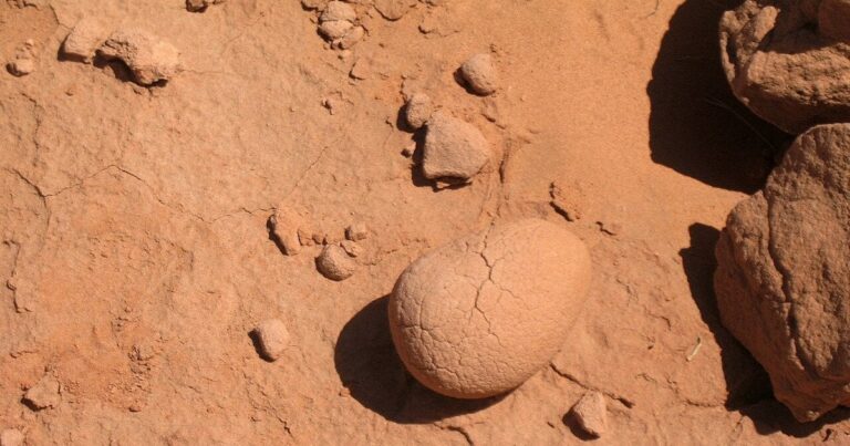 Знайдено крихітних динозаврів в Іспанії: розміром з людську ногу. 13