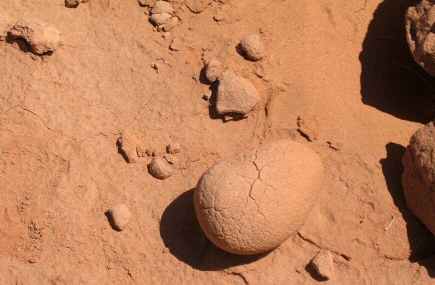 Знайдено крихітних динозаврів в Іспанії: розміром з людську ногу.