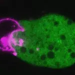 Дослідники попереджають: мозкоїдні амеби поширюються світом.