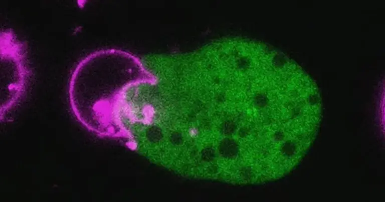 Дослідники попереджають: мозкоїдні амеби поширюються світом. 5