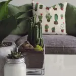 Не просто прикраса: дослідження виявили вплив домашніх рослин на температуру&hellip;