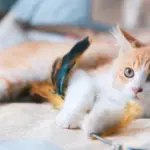 Головна 72 Вихованці як помічники у протистоянні раку – свіже дослідження