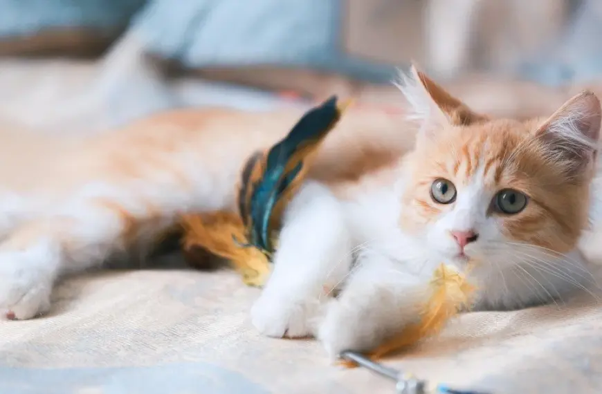 Вихованці як помічники у протистоянні раку – свіже дослідження