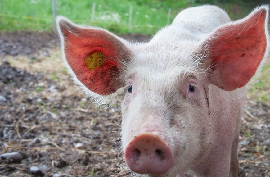 У Фукусі: сплеск гібридів у зоні відчуження, таємниці їхньої&hellip;