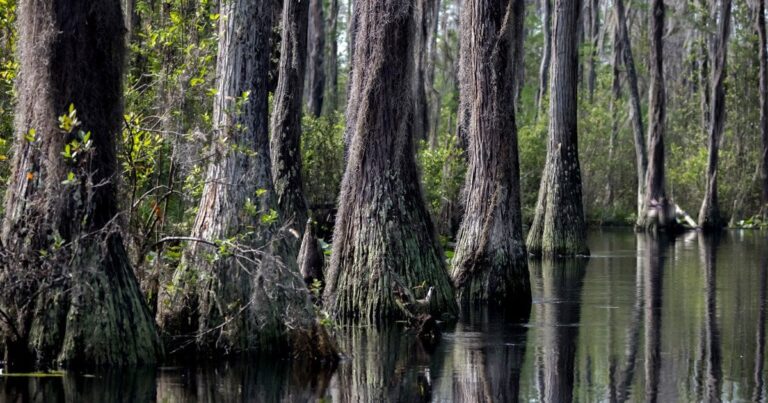 У трясовині знайдено найбільші в світі бактерії: їх можна побачити без допомоги приладів 8