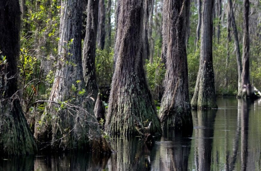 У трясовині знайдено найбільші в світі бактерії: їх можна побачити без допомоги приладів