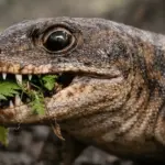 Лютий хижак перейшов на рослинну їжу 307 мільйонів років тому:&hellip;