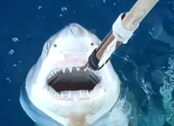 Головна 71 Великі білі акули «можуть розмножуватися в Середземному морі»