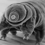 Хто переживе апокаліпсис: науковці визначили найбільш витривалу істоту на Землі