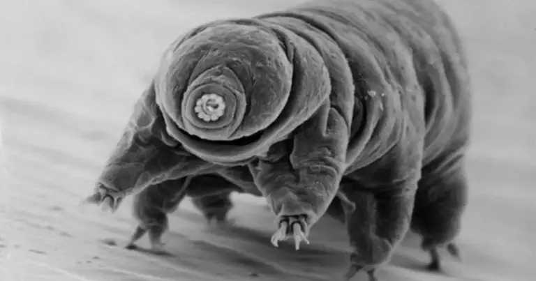 Хто переживе апокаліпсис: науковці визначили найбільш витривалу істоту на Землі 8