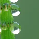 Космічна вода з рослини-релікту: відкриття науковців