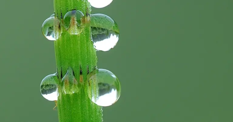 Космічна вода з рослини-релікту: відкриття науковців 7