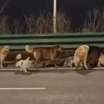 Неймовірний хвіст семи собак, які втікають з м'ясного ринку, щоб&hellip;