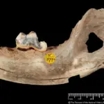 Головна 44 Приголомшливе відкриття в Туреччині: археологи виявили найранішого прирученого пса.