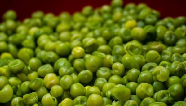 Китай відчинив свій імпорт українського гороху 11 Китай відчинив свій імпорт українського гороху 11