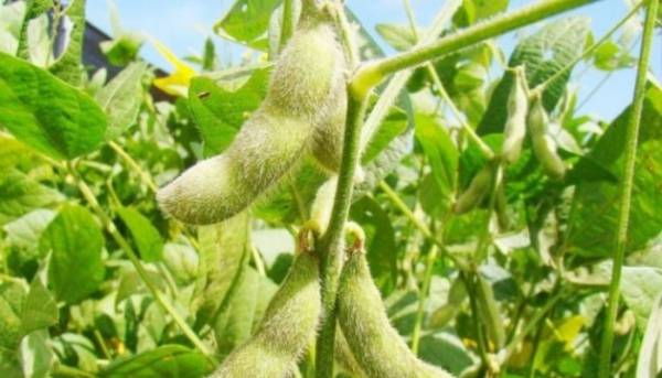 В Україні зростає ціна на сою 11 В Україні зростає ціна на сою 11