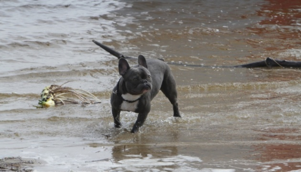Пересування шляхом Київ – Харків – Довжанський припинено у зв’язку з затопленням.