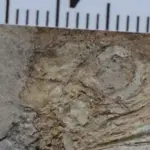 У Китаї виявили незвичайного динозавра з понад 800 гастролітами в&hellip;