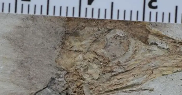 У Китаї виявили незвичайного динозавра з понад 800 гастролітами в шлунку: що з ним трапилось 4