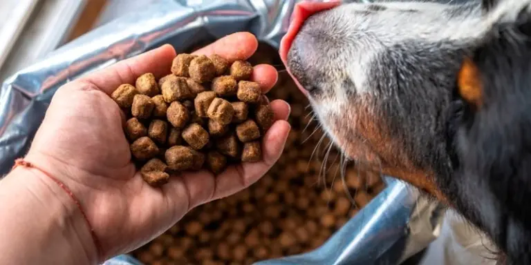 Корм для собак: Здоровое питание для вашего верного друга 1