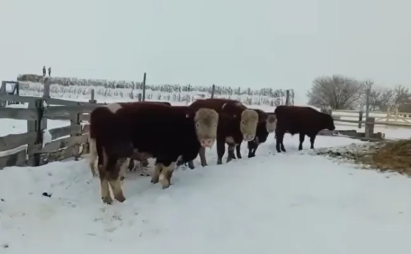 Головна 58 Масове знищення великої рогатої худоби в Росії може бути пов'язане…