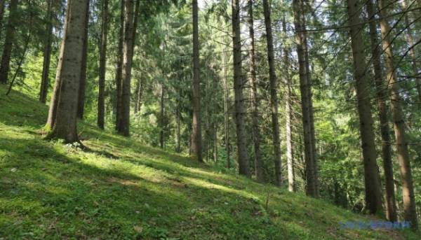 В Україні минулого року відновлено 25,9 тисячі гектарів лісу. 3 В Україні минулого року відновлено 25,9 тисячі гектарів лісу. 3