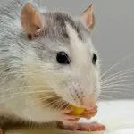 Відродження заморожених мізків мишей: науковці спостерігали відновлення діяльності після розморожування.