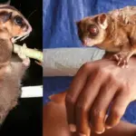 6 тисячолітня таємниця розкрита: науковці ідентифікували два види сумчастих.