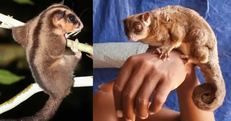 6 тисячолітня таємниця розкрита: науковці ідентифікували два види сумчастих. 4