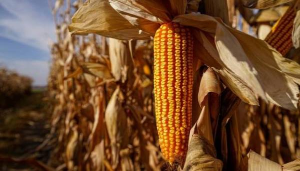 Україна здатна наростити вивіз зерна кукурудзи на 8,3% у&hellip;