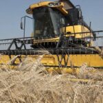 Мінсільгосп США підняв оцінку українського врожаю пшениці та соняшнику.