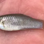 Крихітна рибка кидає виклик еволюції: таємниця амазонської моллінезії розгадана науковцями.