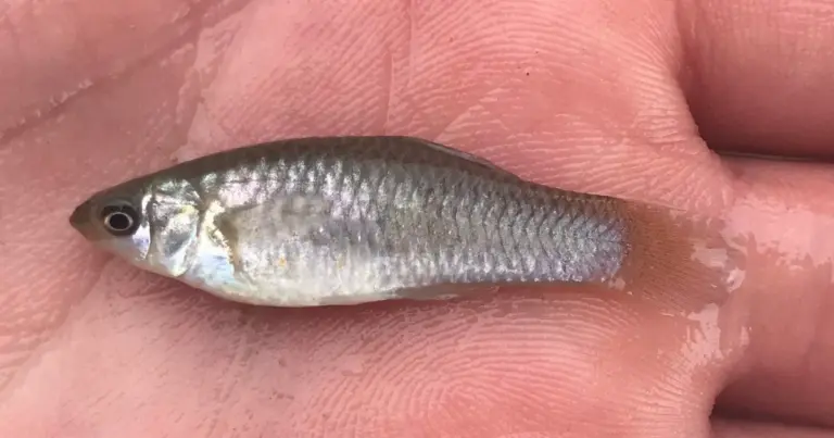 Крихітна рибка кидає виклик еволюції: таємниця амазонської моллінезії розгадана науковцями. 7