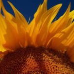 Головна 41 Вартість придбання соняшника збільшилась за тиждень більш ніж на 500…