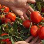 В Україні росте ціна на парникові томати