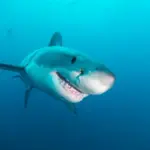 Головна 42 Акули-кокаїни тероризують дайверів біля узбережжя Карибського басейну