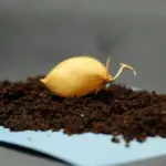 Горох “з місяця”: науковці з’ясували, чи росте харч на земному&hellip;