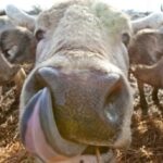 В лютому з України зріс вивіз великої рогатої худоби.