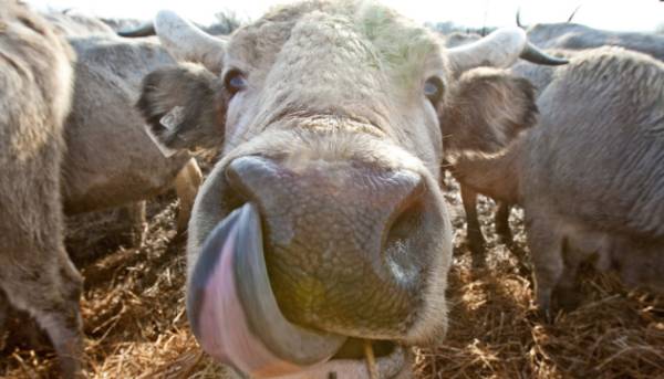 В лютому з України зріс вивіз великої рогатої&hellip;