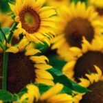 В Україні дорожчає соняшник.