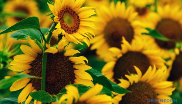 В Україні дорожчає соняшник.