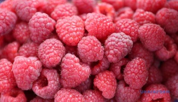 Ягідний експорт з України до Франції та Німеччини&hellip;