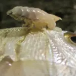 Наймерзенніші світові паразити: заміна органів та управління поведінкою