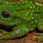 Виводжує малят на спині: науковці знайшли незвичайну жабу з виводковою&hellip;