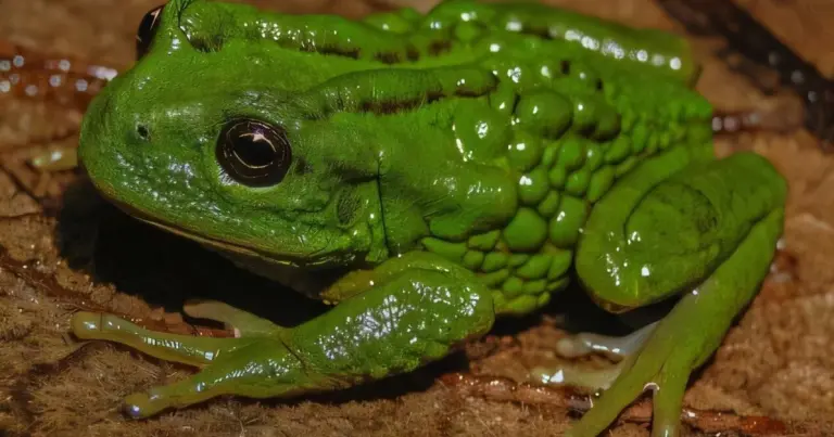 Виводжує малят на спині: науковці знайшли незвичайну жабу з виводковою кишенею 4