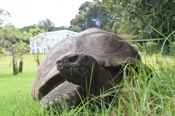 Найстаріша черепаха у світі стала жертвою жорстокого обману смерті