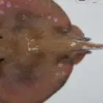 Головна 42 Коралове море: експедиція виявила сотні незвіданих видів біля берегів Австралії.