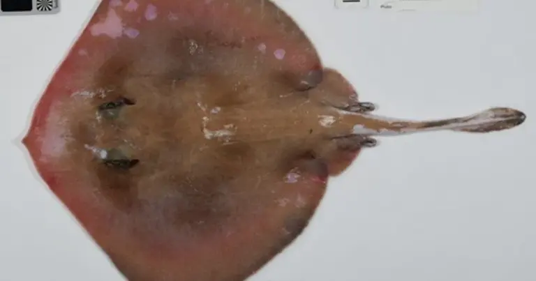 Коралове море: експедиція виявила сотні незвіданих видів біля берегів Австралії. 8